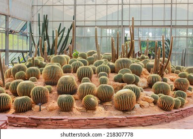 Golden Barrel Cactus