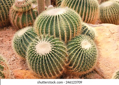 Golden Barrel Cactus