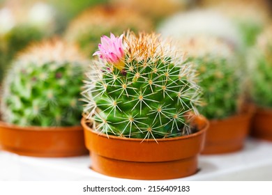 Golden barrel cactus or Echinocactus grusonii. Close-up shoot of the cactuses in pots, pink blooming cactus - Powered by Shutterstock