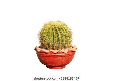 Golden barrel cactus echinocactus grusonii beautiful cactus in red clay pot isolated on white background - Powered by Shutterstock