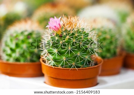 Golden barrel cactus or Echinocactus grusonii. Close-up shoot of the cactuses in pots, pink blooming cactus