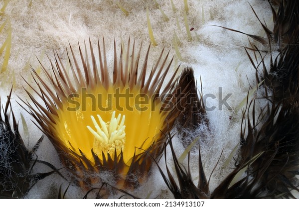 Golden Barrel Cactus Flower close up photograph\
from a 76 year old golden barrel cactus in the Rio Grande Valley of\
New Mexico.