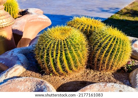 Golden barrel cactuses (echinocactus grusonii) on a flower bed in garden