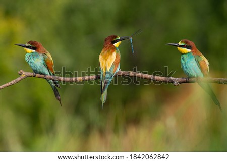 Similar – Three birds perched on a branch