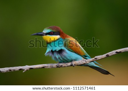 Similar – Portrait of a colorful bird