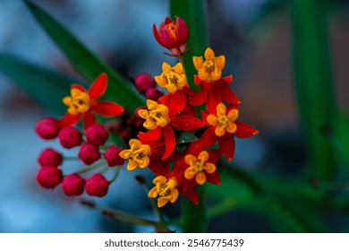 Golden beetle flowers are shrubs and grow wild - Powered by Shutterstock