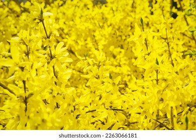 golden bell flowers. forsythias. yellow flowers in springtime.