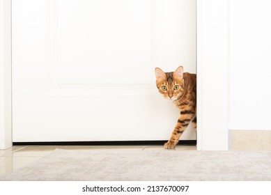 The golden Bengal cat cautiously leaves the room.