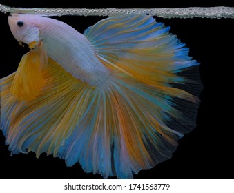 Golden Betta Fish With Bubble Nest.