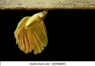 Golden Betta Or Betta Splendens  Is Building Bubble Nest