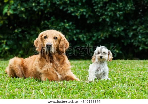 golden bichon frise