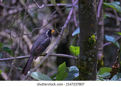 Golden billed Saltator (Saltator aurantiirostris), perched on the branches of a bush. - Shutterstock ID 2147237807