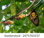 A golden birdwing butterfly has just emerged from her chrysalis