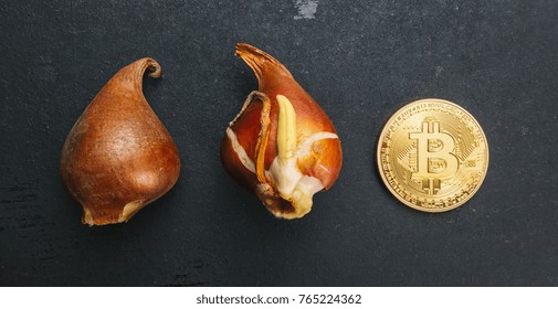 Golden Bitcoin Coin With Tulip Bulbs -Tulip Mania Financial Crisis Concept Image