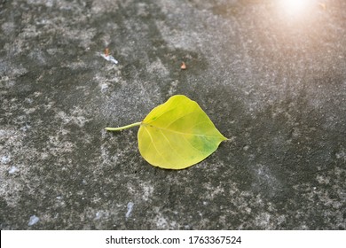 Golden bodhi leaf on ground.Nature outdoor.