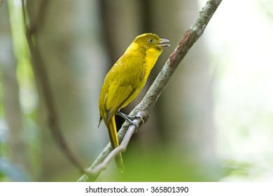 Golden Bowerbird (Prionodura Newtoniana)