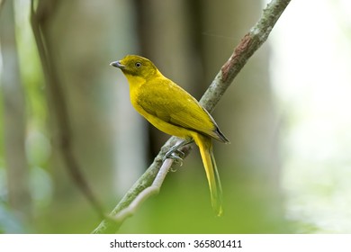 Golden Bowerbird (Prionodura Newtoniana)