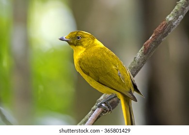 Golden Bowerbird (Prionodura Newtoniana)