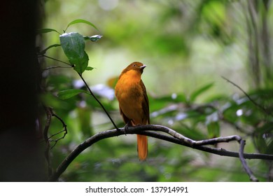 Golden Bowerbird (Prionodura Newtoniana) In North Australia