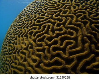 Golden Brain Coral with Blue Water in Upper Left Corner Background