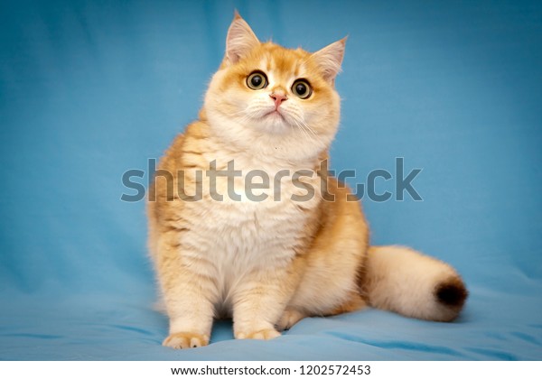 Golden British Cat Fluffy Tail Sits Stock Photo Edit Now 1202572453