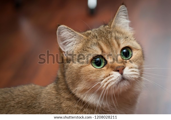 Golden British Cat Rich Green Eyes Stock Photo Edit Now 1208028211