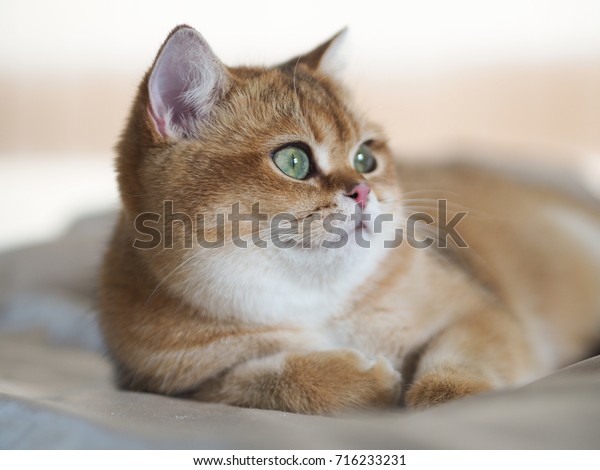 Golden British Short Hair Female Cat Stock Image Download Now