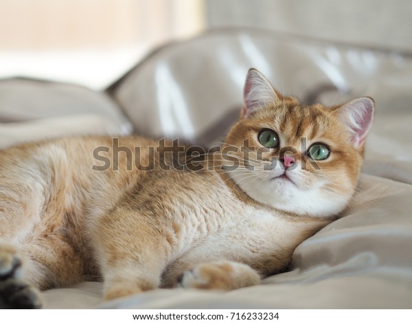 Golden British Short Hair Female Cat Miscellaneous Animals