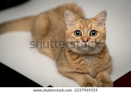 Similar – Image, Stock Photo Cute British shorthair golden cat sitting on wooden surface at home while looking at camera