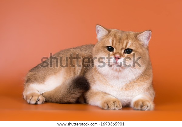 Golden british shorthair kitten with green\
eyes on a bright orange\
background