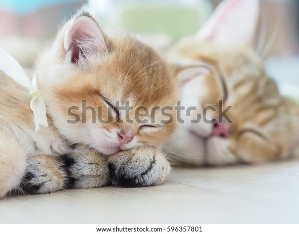 Golden British Shorthair Kitten Sleeping On Stock Photo Edit Now