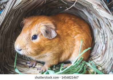 American Shorthair Guinea Pig Images Stock Photos Vectors