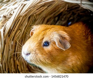 American Shorthair Guinea Pig Images Stock Photos Vectors