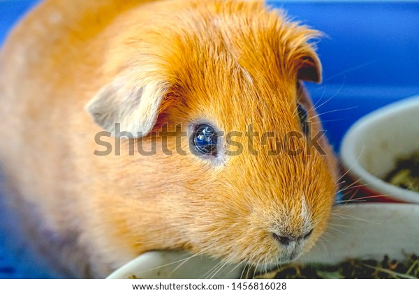 Golden Brown American Shorthair Guinea Pig Stock Photo Edit Now