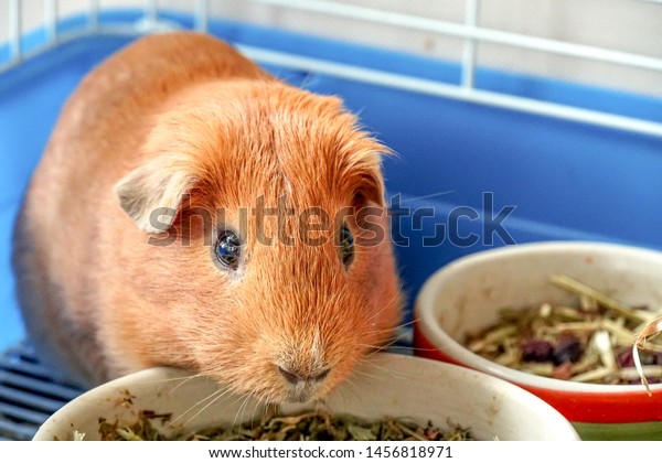 Golden Brown American Shorthair Guinea Pig Stock Photo Edit Now