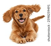 Golden Brown Dog with an Excited Expression