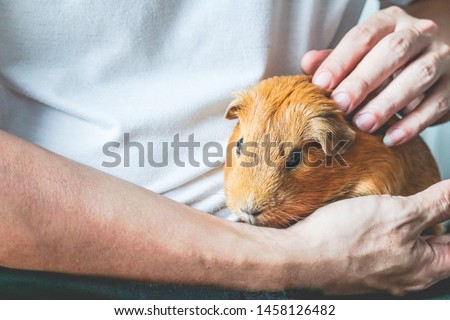 Golden brown short-hair Guinea Pig is pet gently with love in male human's hands and arms. Human and pet relationship background.