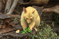 Golden Brushtail Possum Eating Grass. The Color Is A Genetic Mutation, It's Lives Only In Tasmania. Is A Nocturnal Semi-arboreal Marsupial, Waterproof With A Semi-prehensile Tail.