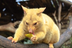 Golden Brushtail Possum On A Tree Eats Fruit. The Light Color Is A Genetic Mutation Of Common Australian Possums That Lives Only In Tasmania. Australian Wildlife In Nature.
