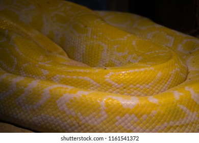 Golden Burmese Python Pattern Background Stock Photo 1161541372 ...