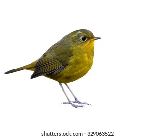 Golden Bush Robin, The Beautiful Yellow Bird Standing On The Floor Isolated On White Background