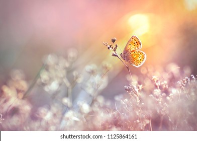 Golden butterfly glows in the sun at sunset, macro. Wild grass on a meadow in the summer in the rays of the golden sun. Romantic gentle artistic image of living wildlife - Powered by Shutterstock