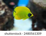 Golden butterflyfish swimming in an aquarium