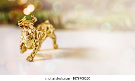 Golden calf, golden bull.Chinese new year of the bull. Year of the bull according to the Chinese calendar 2021. Souvenir bull made of gold metal on a background of fir branches with bokeh effect