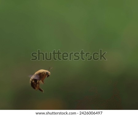 Similar – Image, Stock Photo sum Wild animal Bee Flock