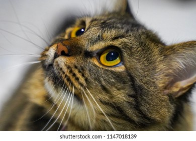 Cat By The Ceiling Images Stock Photos Vectors Shutterstock