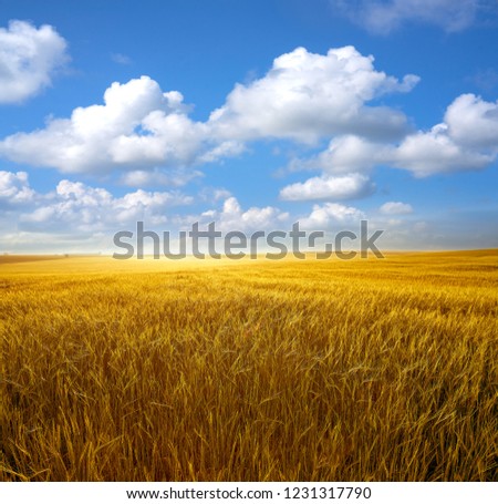 Similar – Image, Stock Photo cornfield Environment