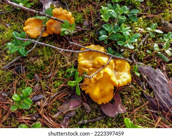 Golden chanterelle mushrooms growing in the forest, among dirt, moss and forest vegetation. Nature scenery of forest ground. Outdoor nature scenery