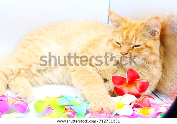 Golden Chinchilla Persian Kitten On Lilac Royalty Free Stock Image