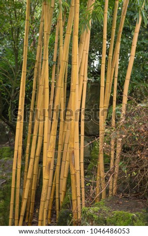 Golden Chinese Timber Bamboo (Phyllostachys vivax f. aureocaulis) by a Stream in a Country Cottage Garden in Rural Devon, England, UK